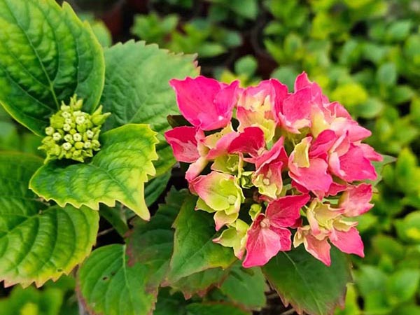 宿根花卉的優勢詳解